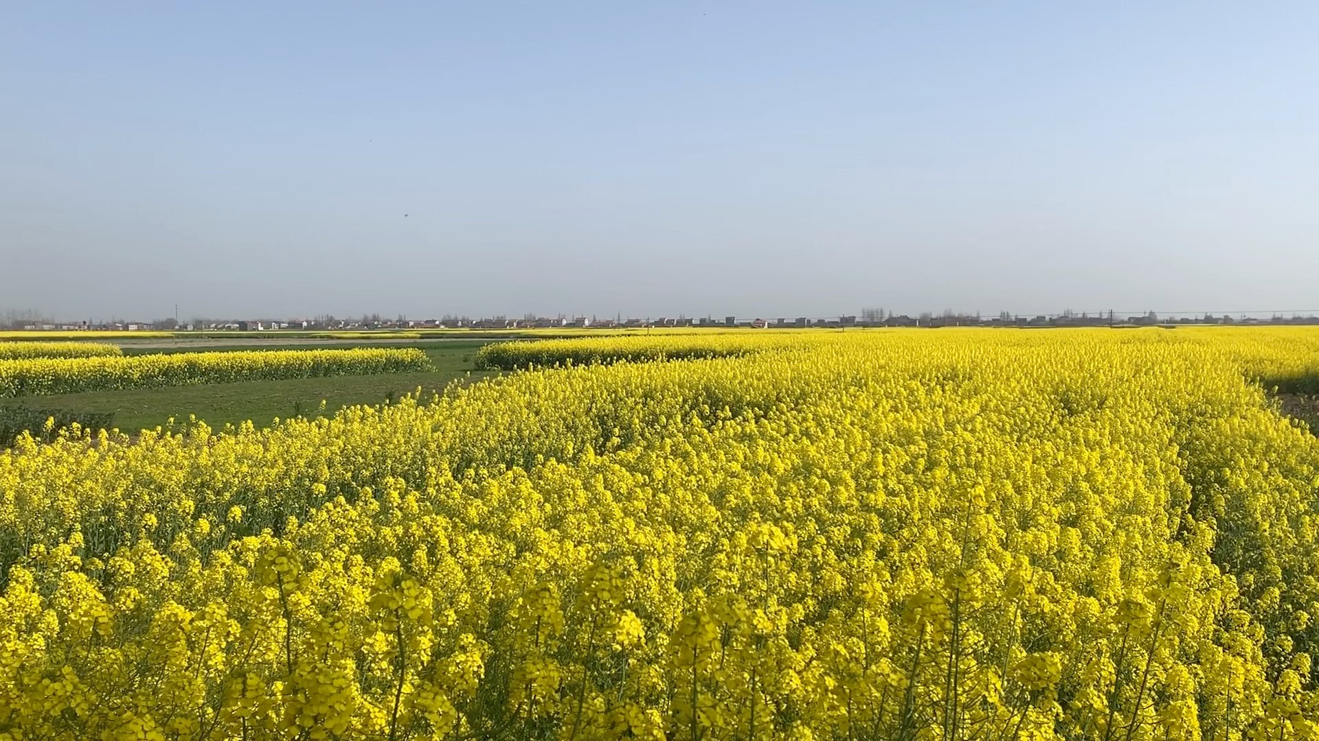 [图]百亩庭中半是苔，桃花净尽菜花开