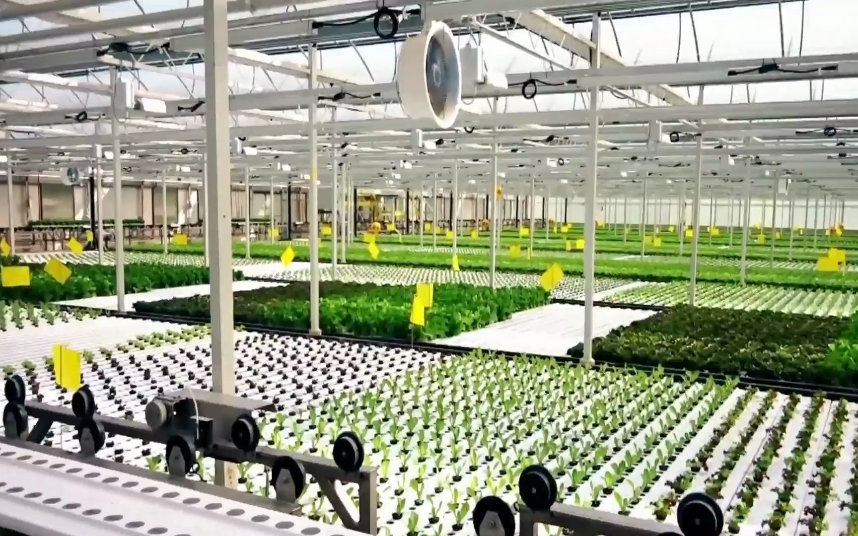 智能温室全自动水培蔬菜系统全程自动化农民要失业了