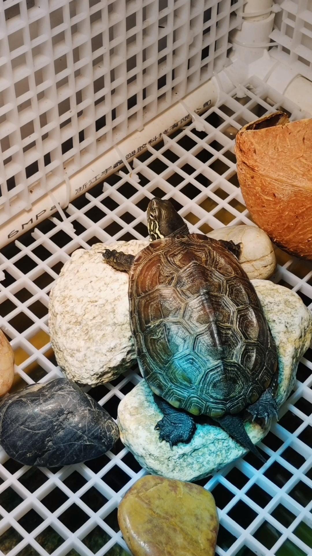 脑炎完全康复了的小乌龟托托,一切又欢快和_哔哩哔哩_bilibili