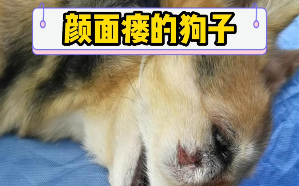 狗颜面瘘听说过么?来涨涨见识