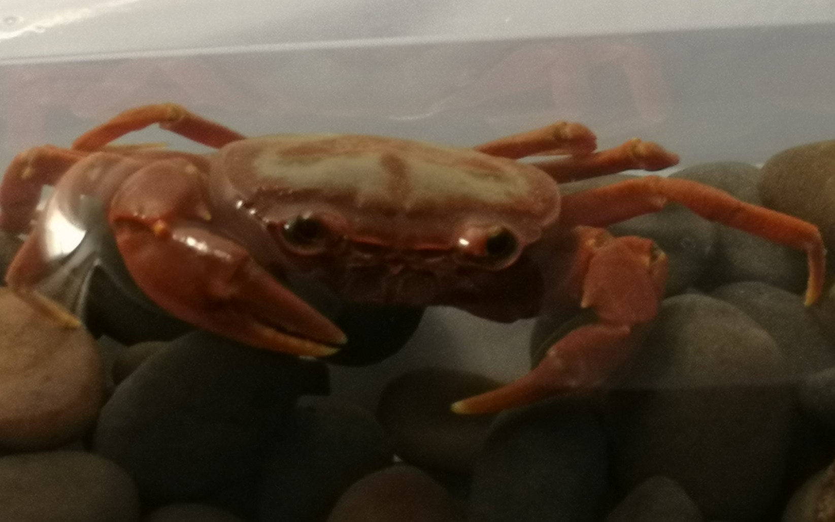 喂食蝶纹内陆溪蟹吔虾