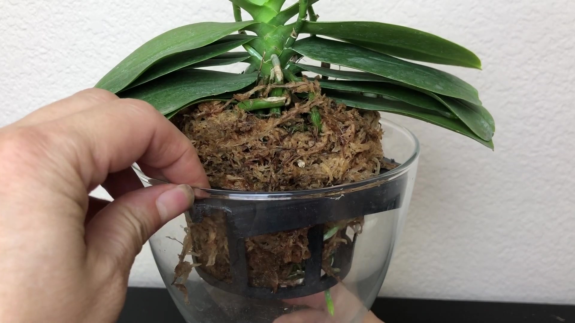 活动  水苔種植的意外驚喜 花裡有高芽,高芽中有花.你遇見過嗎?