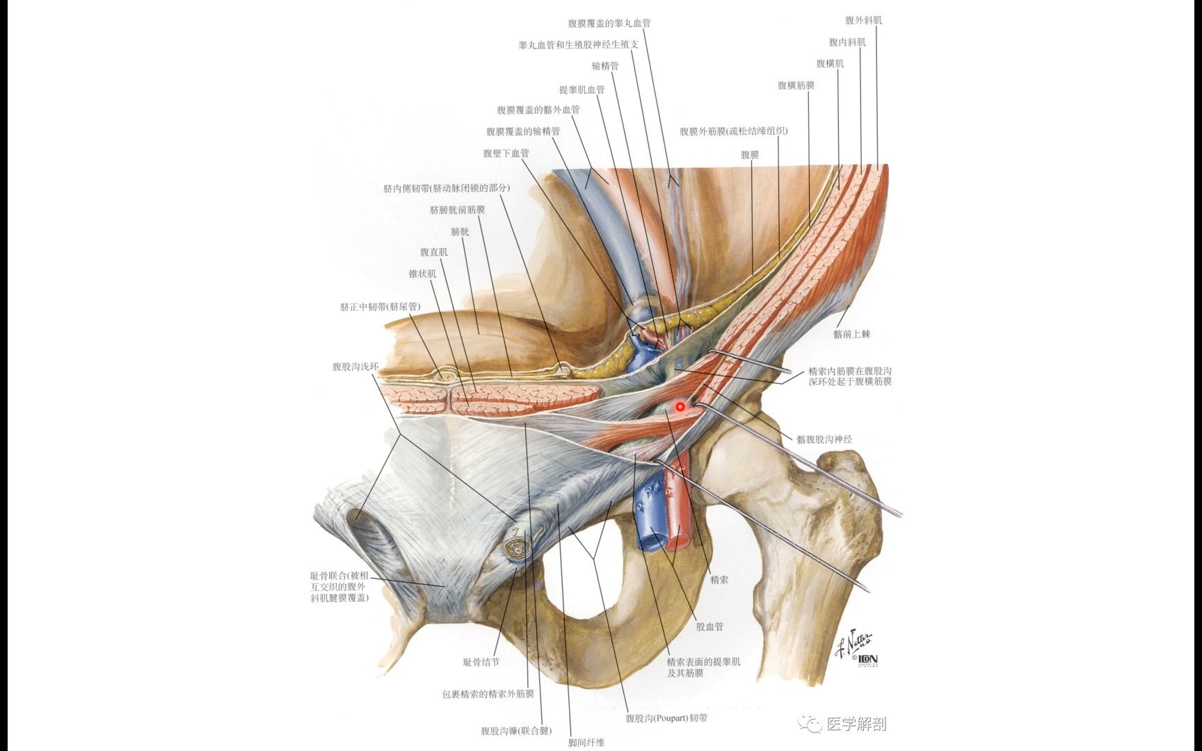 腹股沟区解剖5.腹股沟镰(联合腱)哔哩哔哩bilibili
