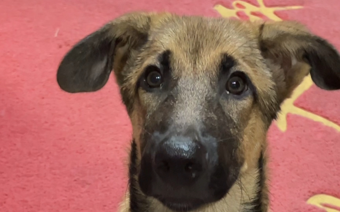 土狗变德牧的赶脚