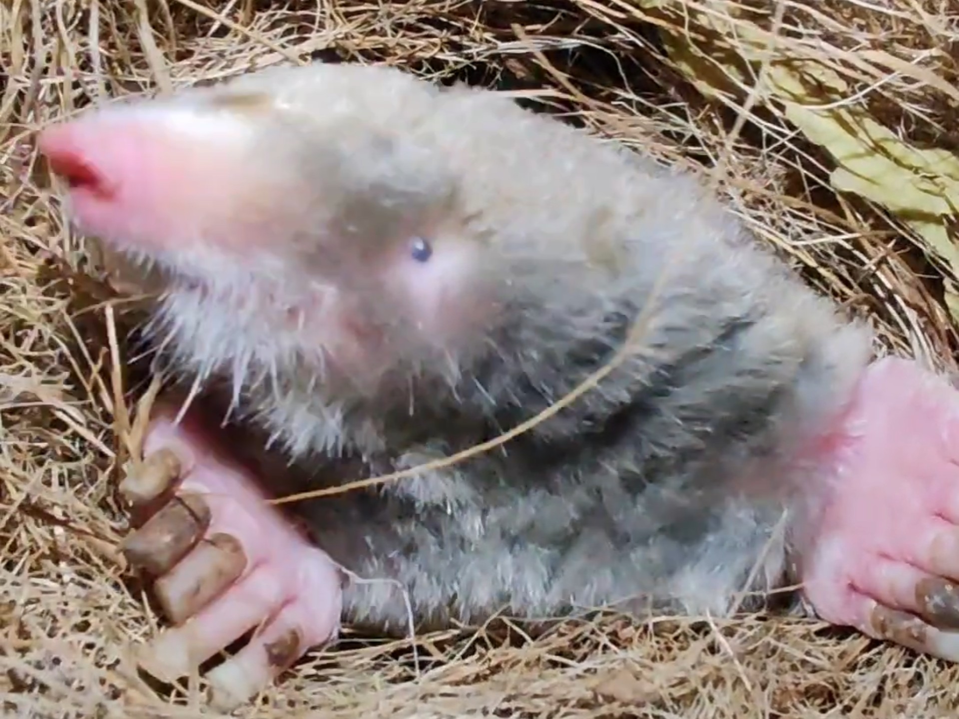 鼹鼠真的自己编了一个窝取暖