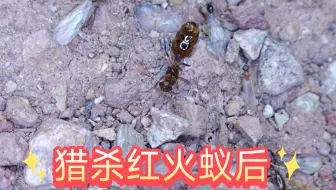 灯诱猎杀红火蚁后，了解版纳昆虫的多样性