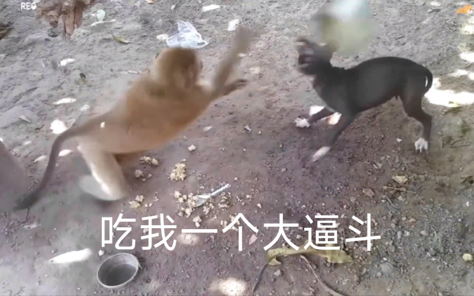 猴哥和狗子一日不见如隔三秋 直接给狗子来了个大逼斗哔哩哔哩bilibili