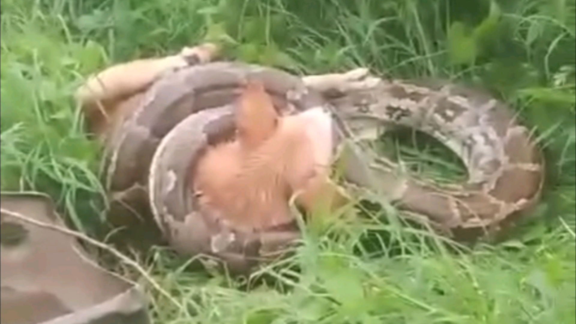 缠是什么动物