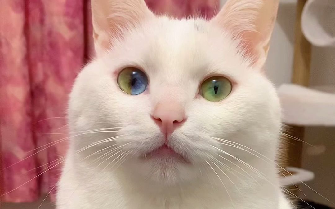 活动作品是谁说四色异瞳猫眼不会变圆的