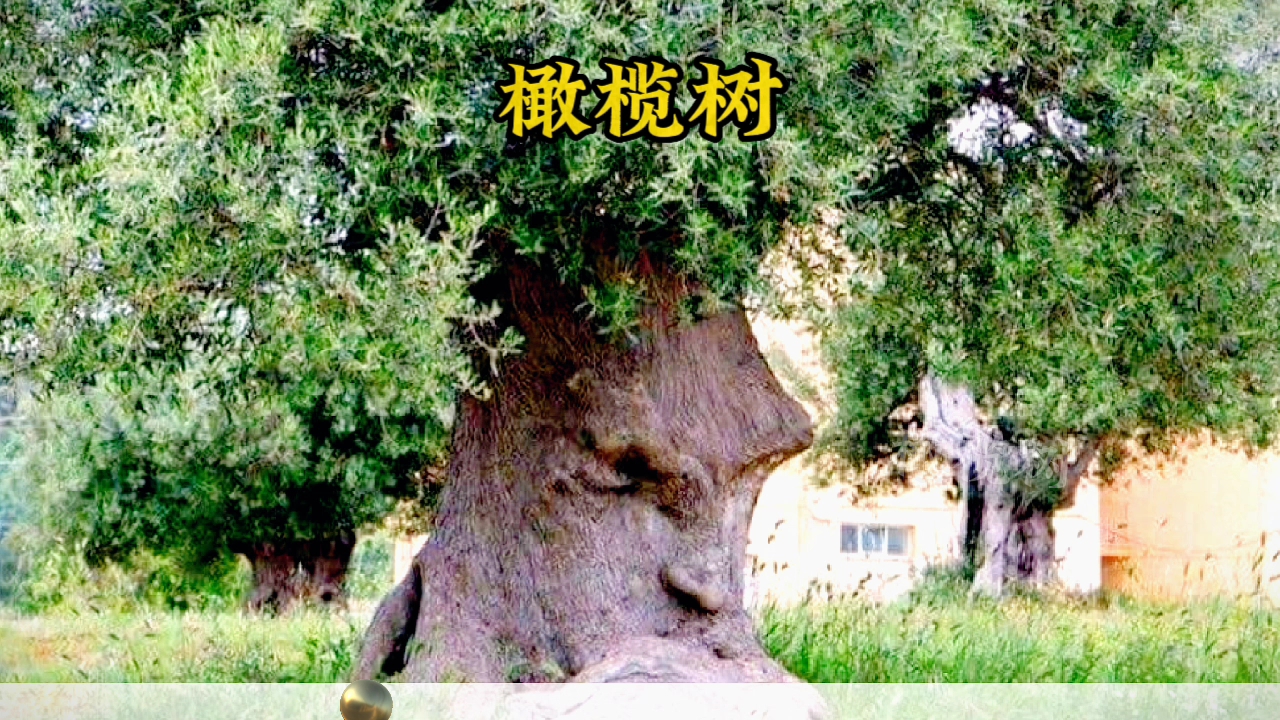 [图]音乐歌曲经典《橄榄树》完整版