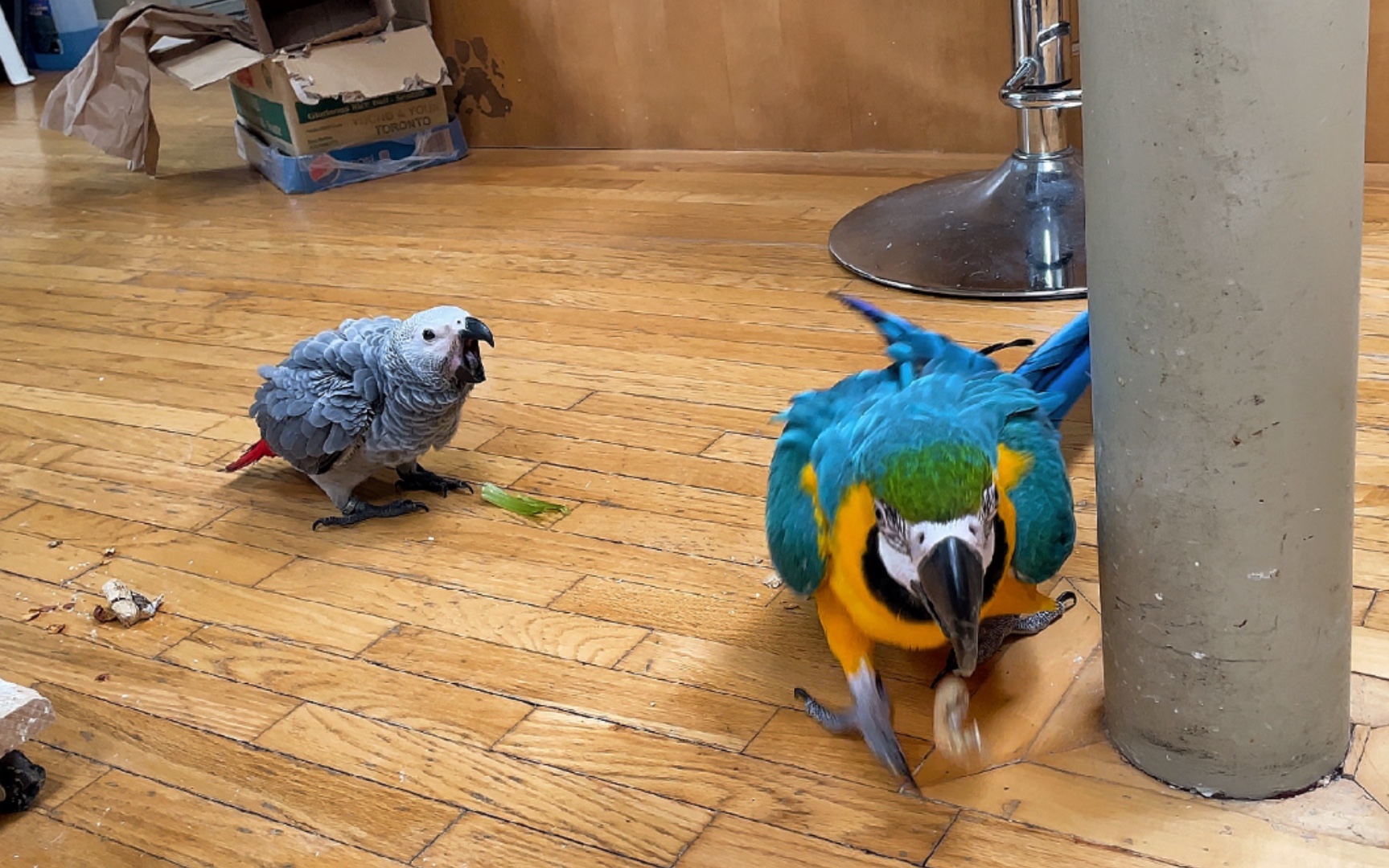 金刚鹦鹉gabby你管管这个小掸子吧