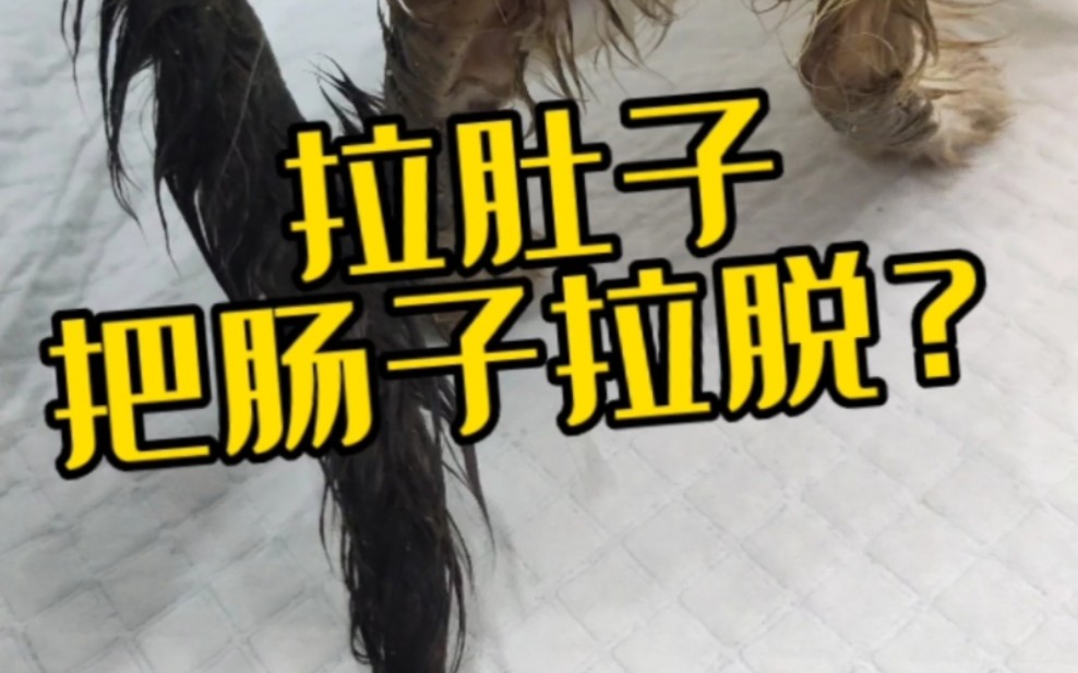 小猫拉肚子把肠子拉出来了?