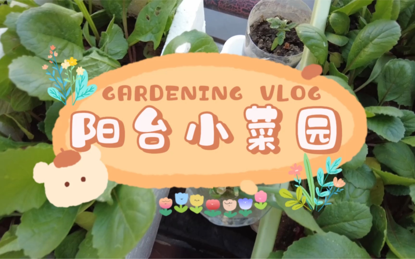 阳台小菜园VLOG|春播|阳台种植|杨花萝卜|空心菜|苋菜哔哩哔哩bilibili