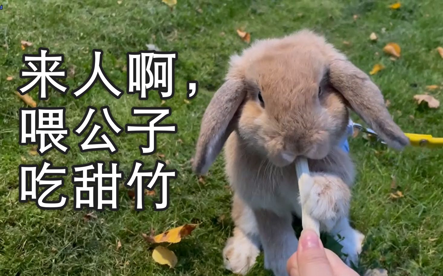 【呜呼】喂兔公子吃甜竹(第一次秋游