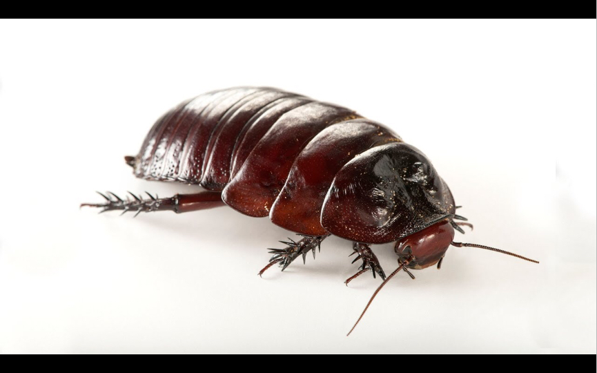 最大的蟑螂:犀牛蟑螂