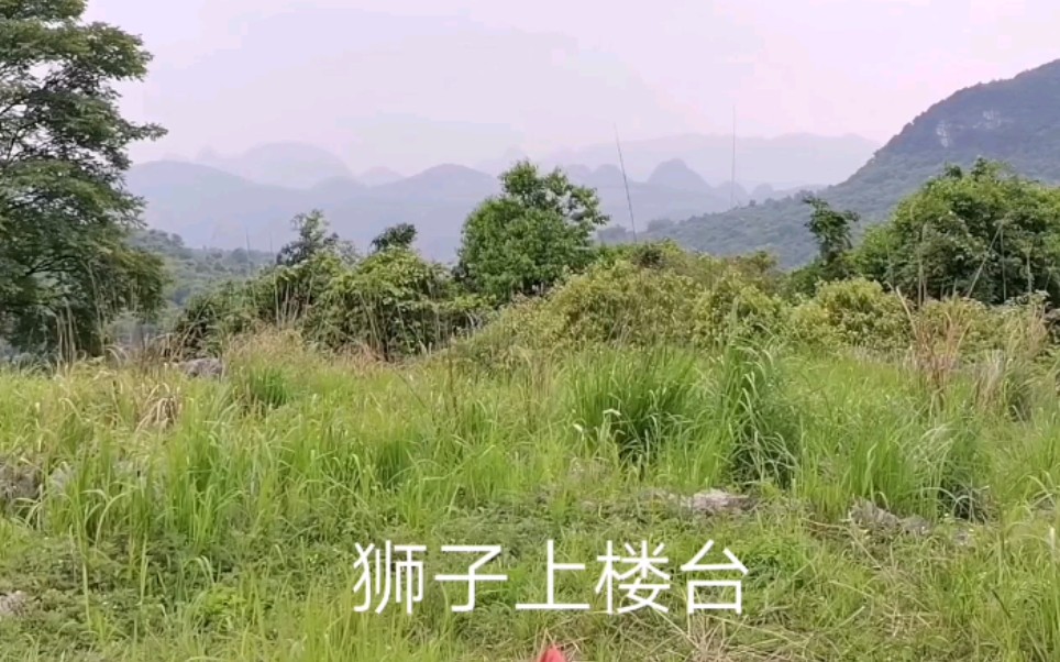 风水宝地:狮子上楼台喝形,好多名师来寻找过,大家看此地是否点中穴位