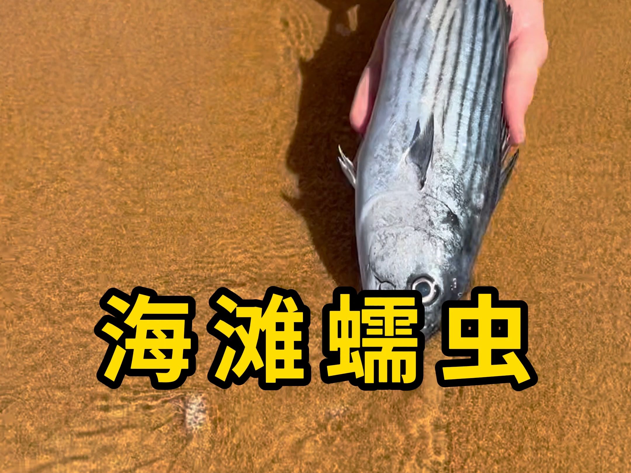 海滩蠕虫,可以用作钓鱼的饵料!哔哩哔哩bilibili