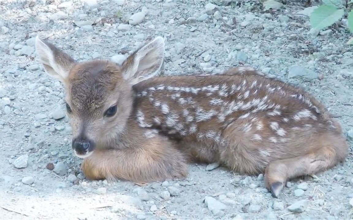 小鹿被鹿妈妈遗弃,无助的趴在路边,追着路人当成妈妈!