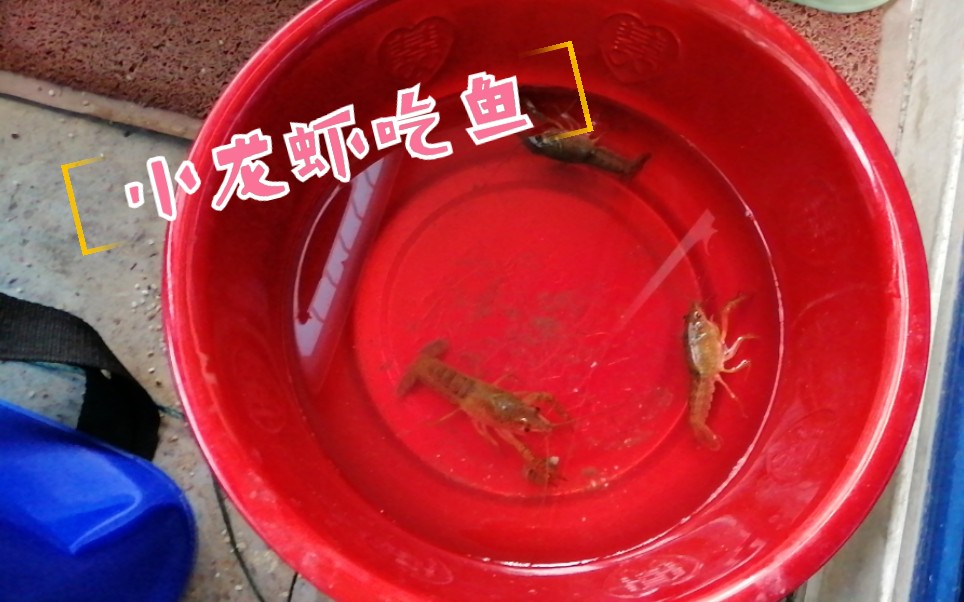 小龙虾怎么吃鱼?丨奇怪的知识又增加了