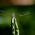 白尾灰蜻在荷叶上休息，五彩斑斓的翅膀也太好看了吧！