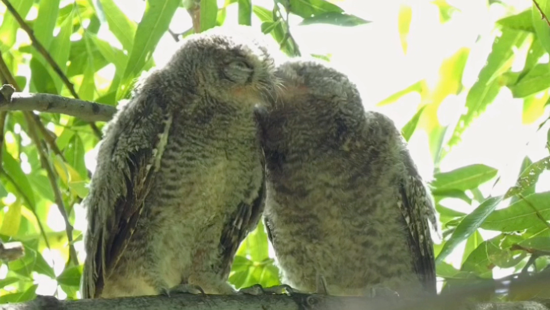 红角鸮幼鸟,三只同框