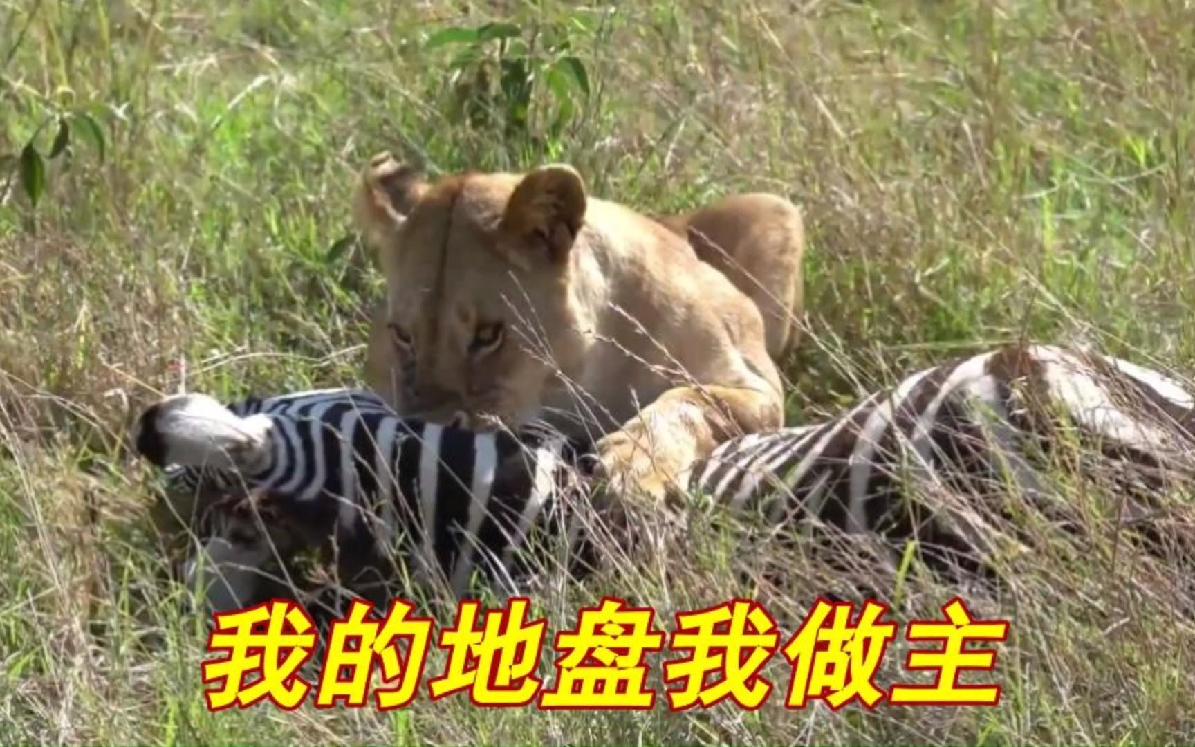 我的地盘我做主