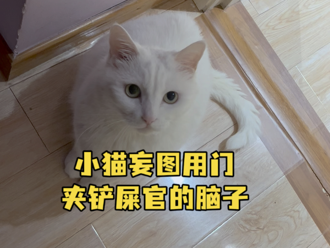 我再也不跟小猫玩躲猫猫了 不找我就算了 还想推门夹我的脑子 坏猫坏猫 #邪恶小猫养成记 #小猫咪能有什么坏心眼 #小猫坏事做尽哔哩哔哩bilibili