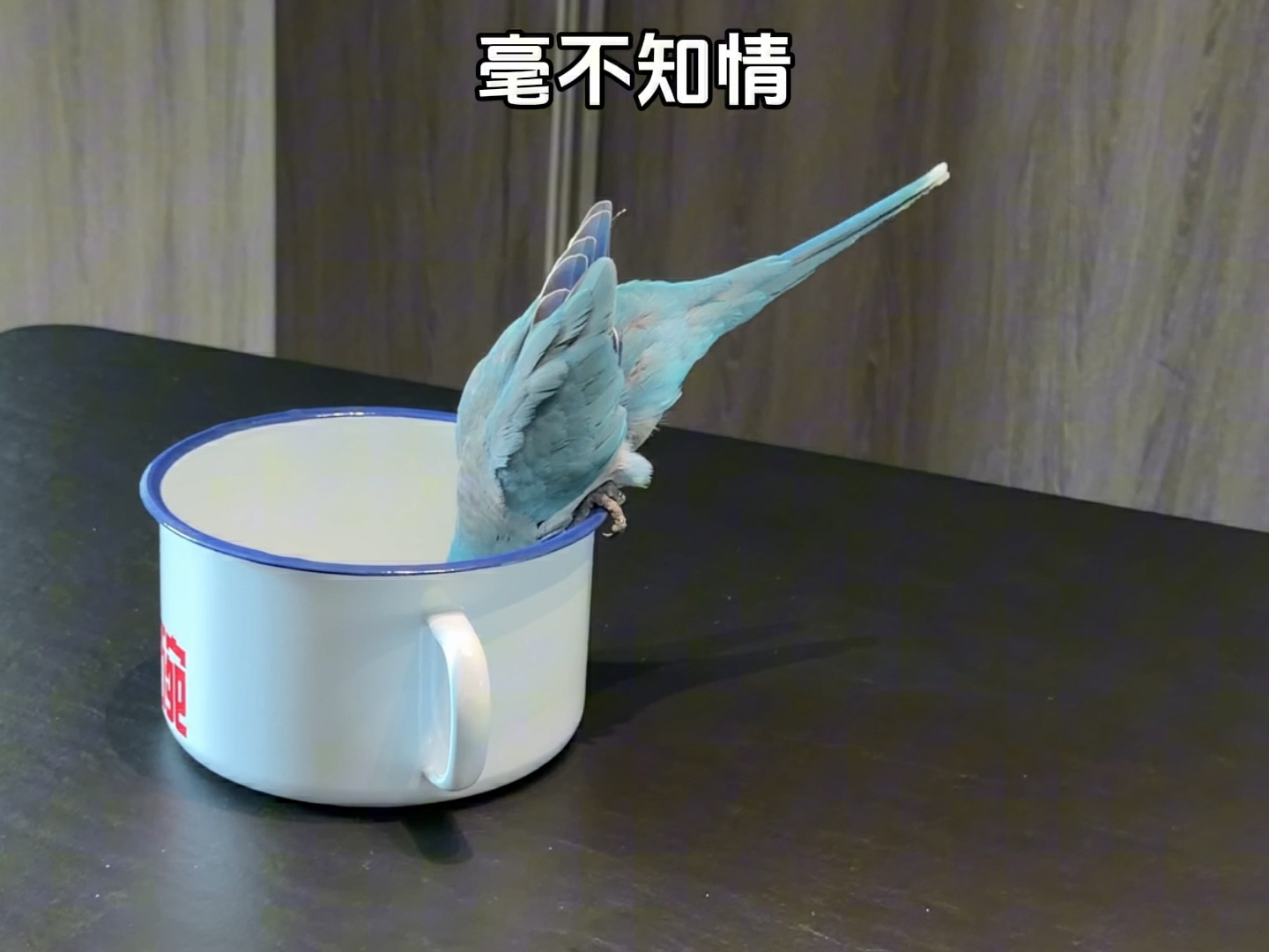 偷偷把小鸟的水换成汽水