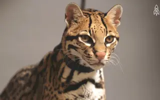 虎猫虎爸 搜索结果 哔哩哔哩 Bilibili