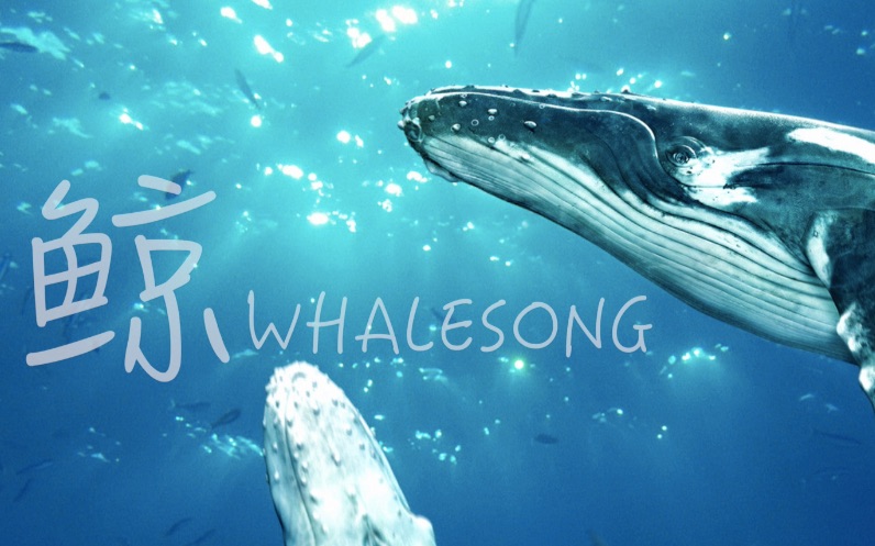 【架子鼓】很好听的小众 鲸歌whalesong-萨满乐队 致敬小众音乐