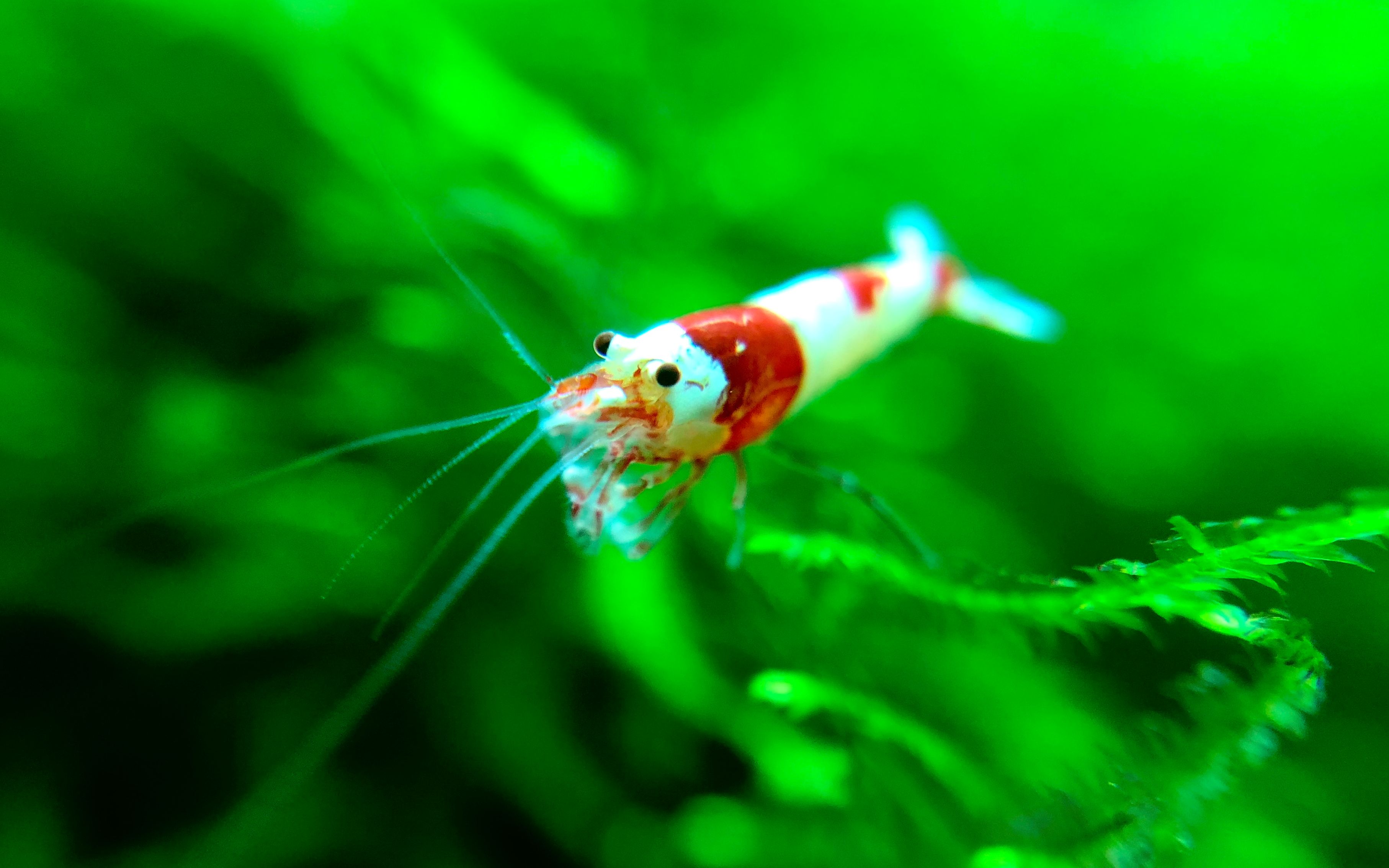 【水晶虾】这小两个小时中虾缸里发生了啥_哔哩哔哩_bilibili