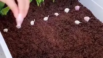 阳台种植花卉绿植