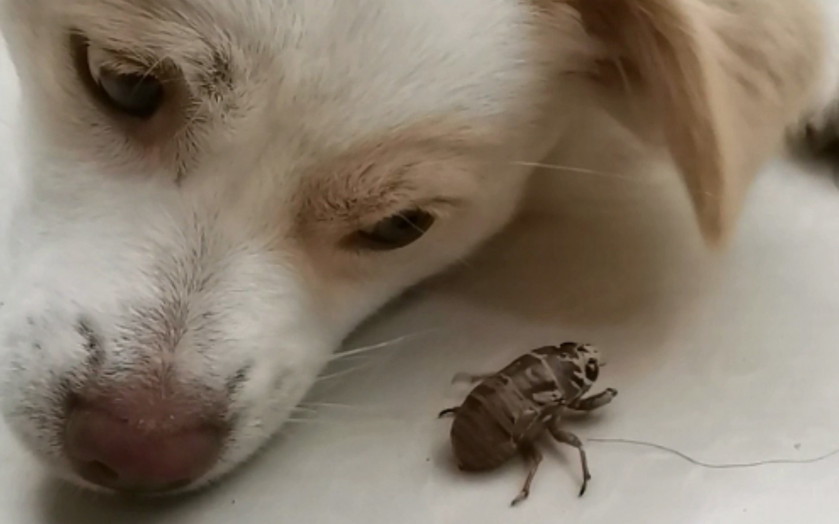 知了猴vs小狗狗