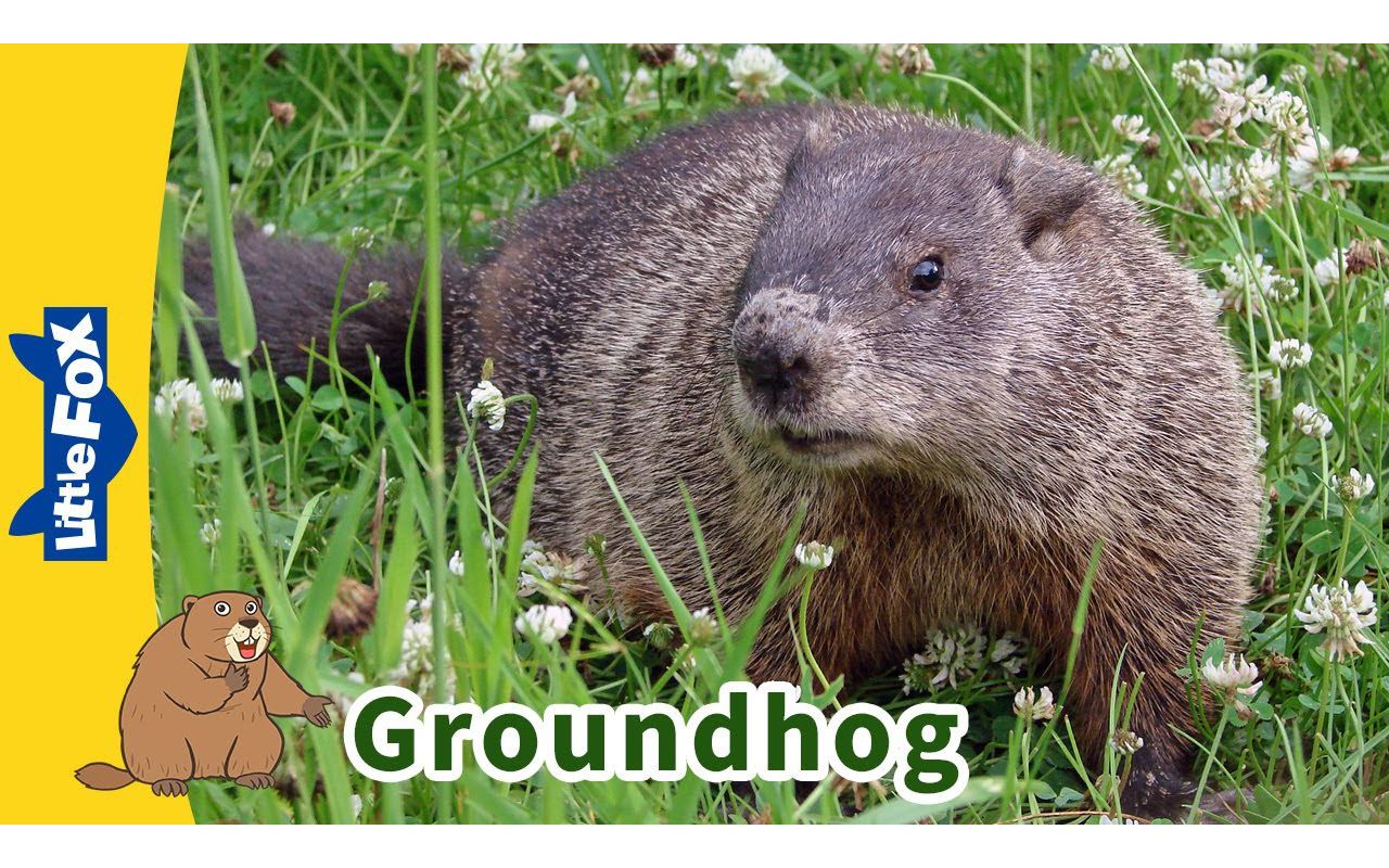 Meet the Animals | Groundhog𐟐🠼 Rodents | Wildlife Animals哔哩哔哩bilibili