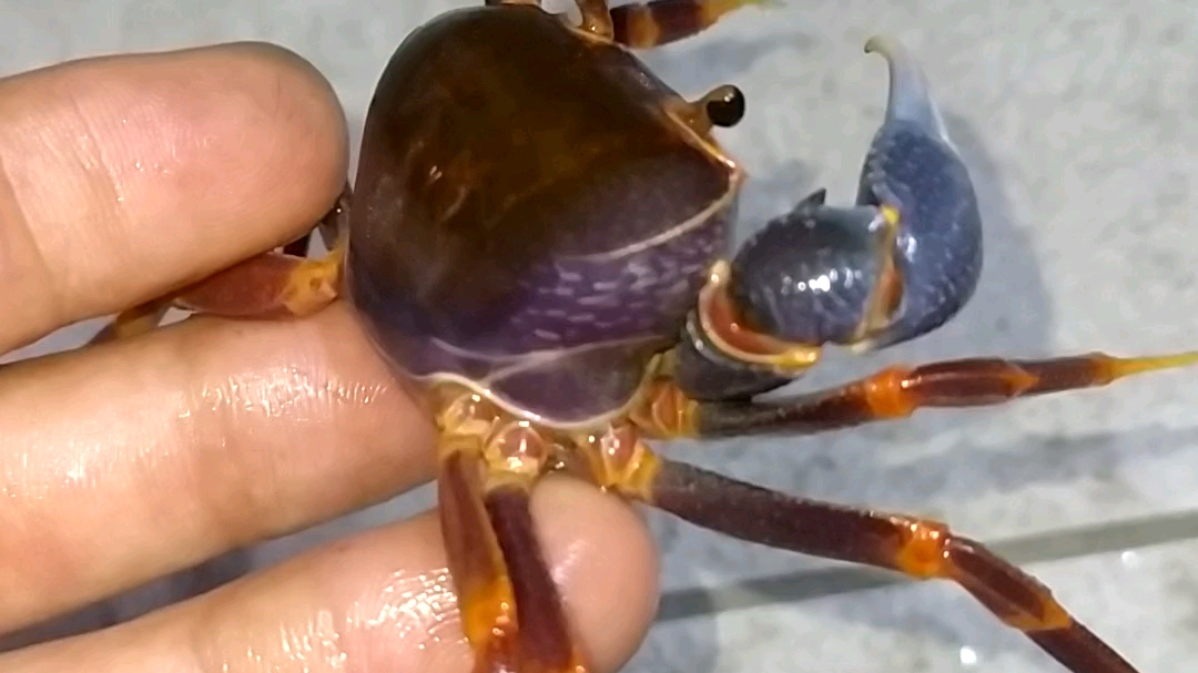 福利两只海南戴氏溪蟹全品母有条件养的已评论为准哈