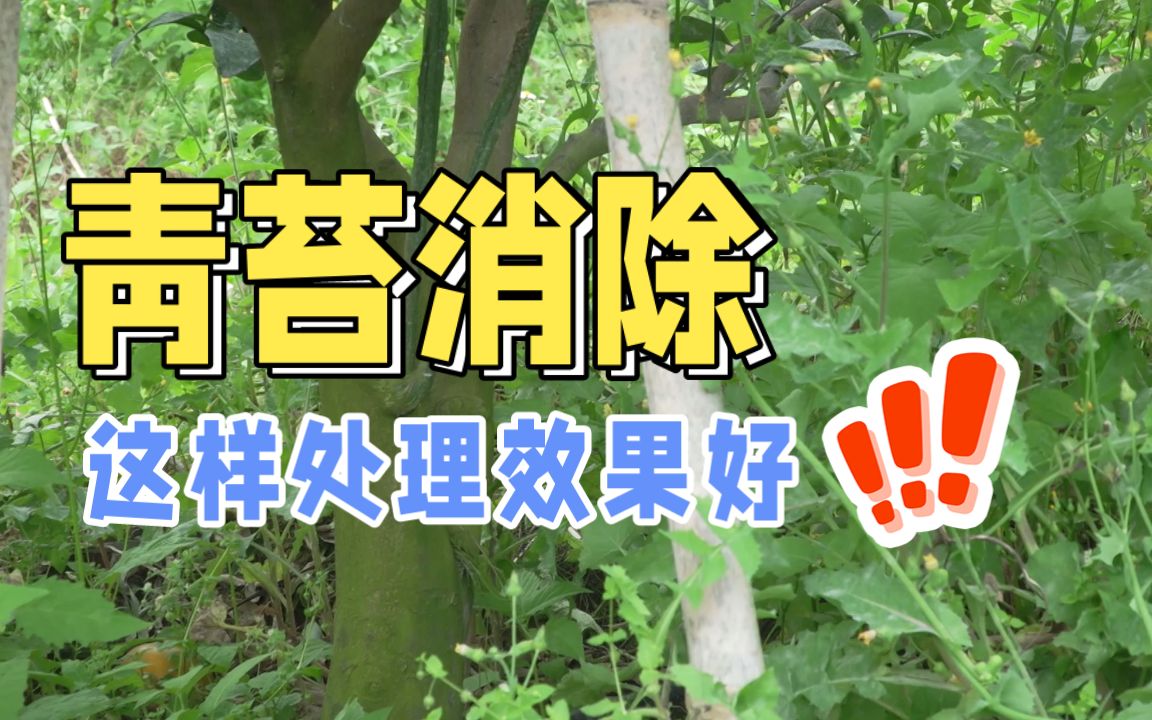 果树青苔消除,很实用的配方快清苔,安全不伤果!哔哩哔哩bilibili