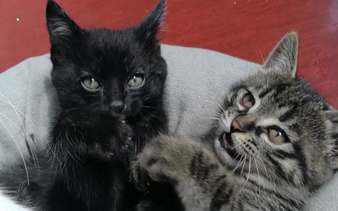 三只黑崽崽阳台玩耍日常黑猫除了眼啥都看不清哈哈哈哈