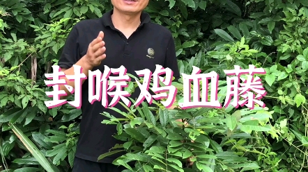 封喉鸡血藤为什么又叫毒鱼藤?哔哩哔哩bilibili