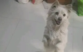 狐狸犬 搜索结果 哔哩哔哩 Bilibili