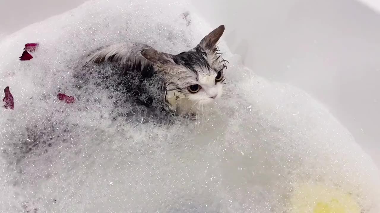 让猫咪爱上泡澡你们家猫咪洗澡有这么乖吗猫洗澡 泡泡浴 可爱乖巧的