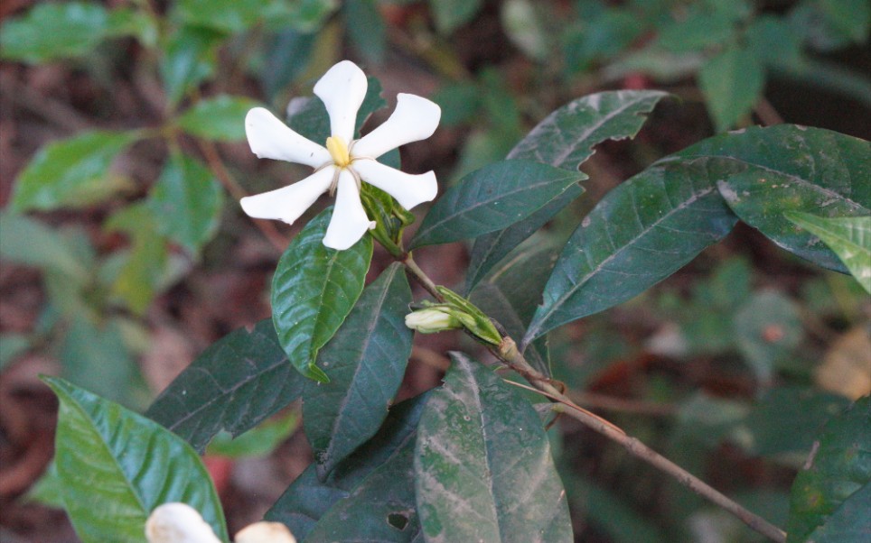 路边遇见半野生栀子_哔哩哔哩_bilibili