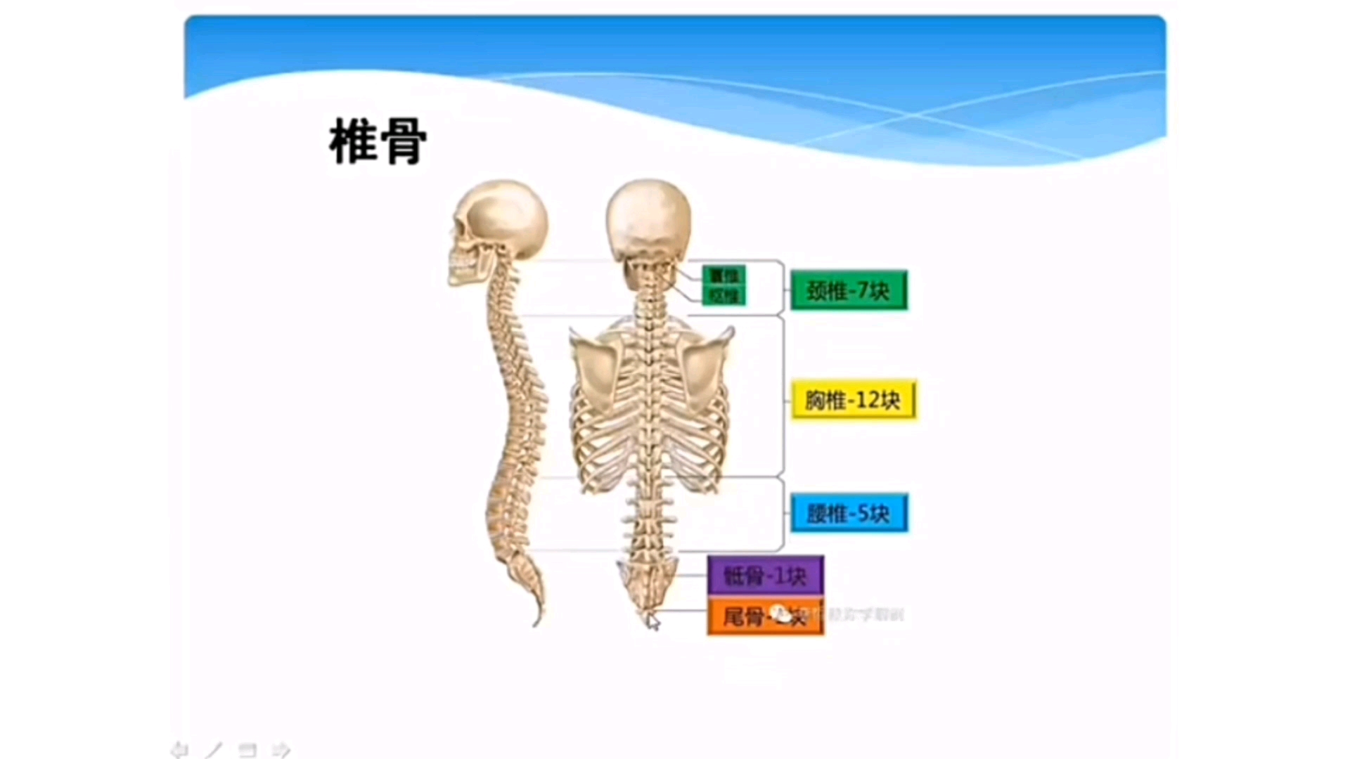 人体局部解剖学钩椎关节功能解剖哔哩哔哩bilibili