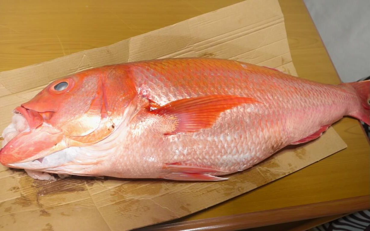 【海鲜小哥金子】不知吃了什么变得超大且泛着金色光芒的"喉黑鱼"棒极