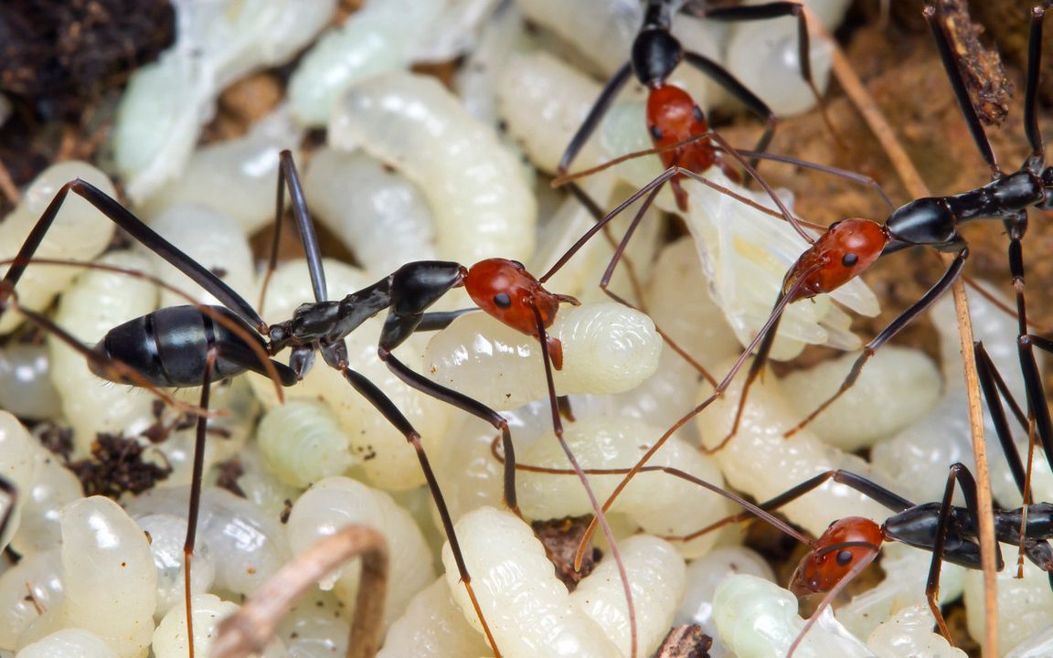 [图]蚂蚁大战 长得像外星人的蚂蚁 赤头细臭蚁vs盘腹蚁 斗蚁 Leptomyrmex