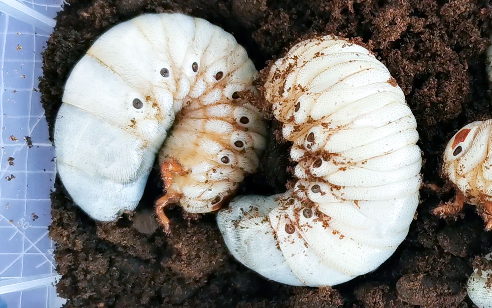 [图]【甲虫饲育】胖胖的甲虫幼虫，你知道它们长大后是什么样子吗？