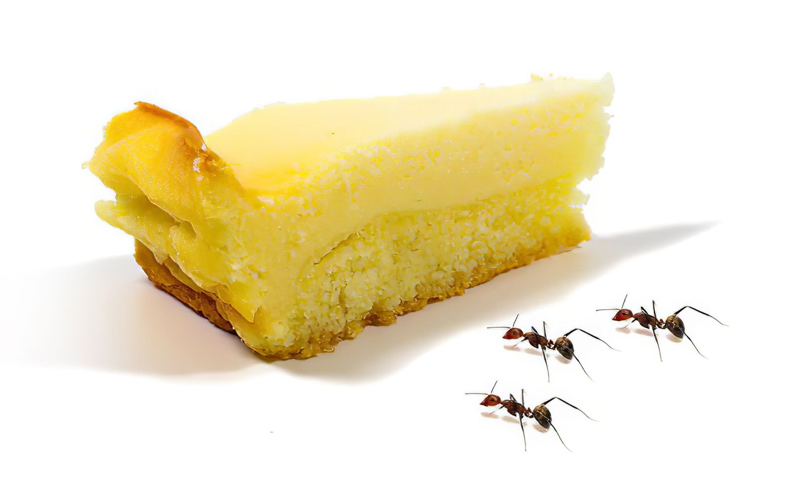 【延时摄影】蚂蚁 vs 蛋糕 蚂蚁吃完一大块蛋糕需要多久?