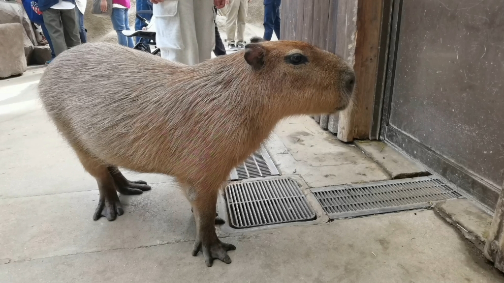 听听卡皮巴拉水豚是怎么叫的?