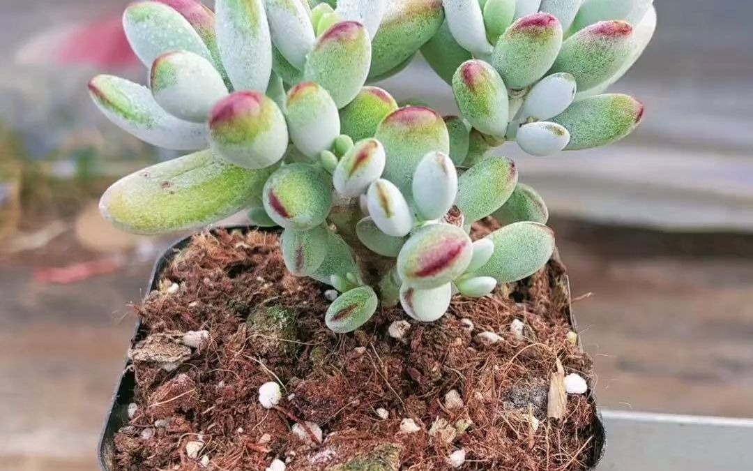 多肉#多肉植物#乒乓福娘#达摩福娘#一花一草一世界