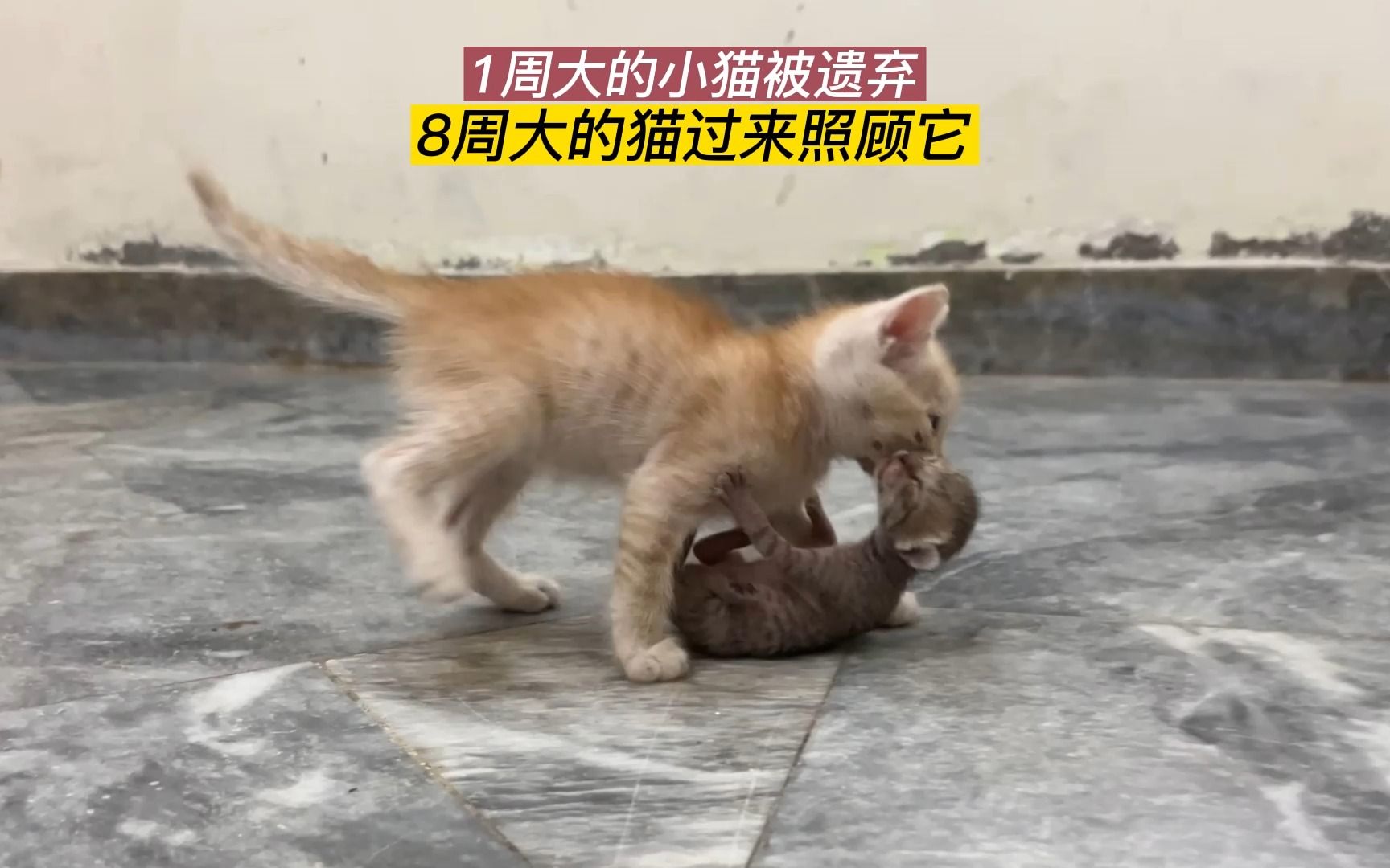 [图]1周大的小奶猫被妈妈遗弃，在原地苦等妈妈，8周大的小猫过来照顾它