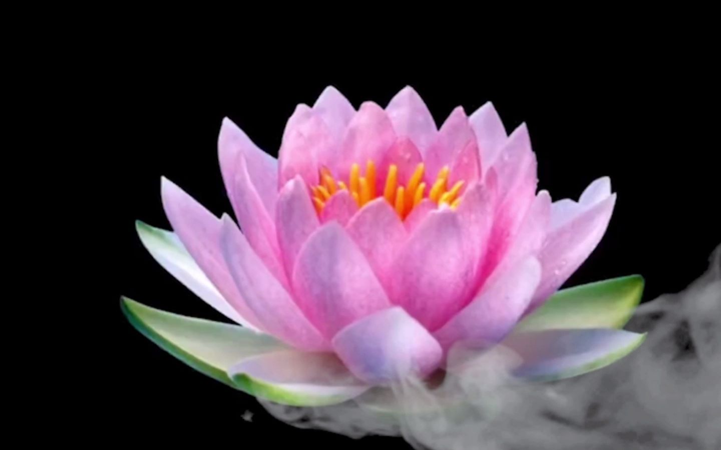 恭喜你,刷到这里,花开见佛,当你看到莲花开放时,不管写下什么都会实现